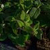 Hortenzia drsná, veľkolistá (dvojfarebná) (Hydrangea aspera macrophylla) - výška 80-100 cm, kont. C10L (-29°C)